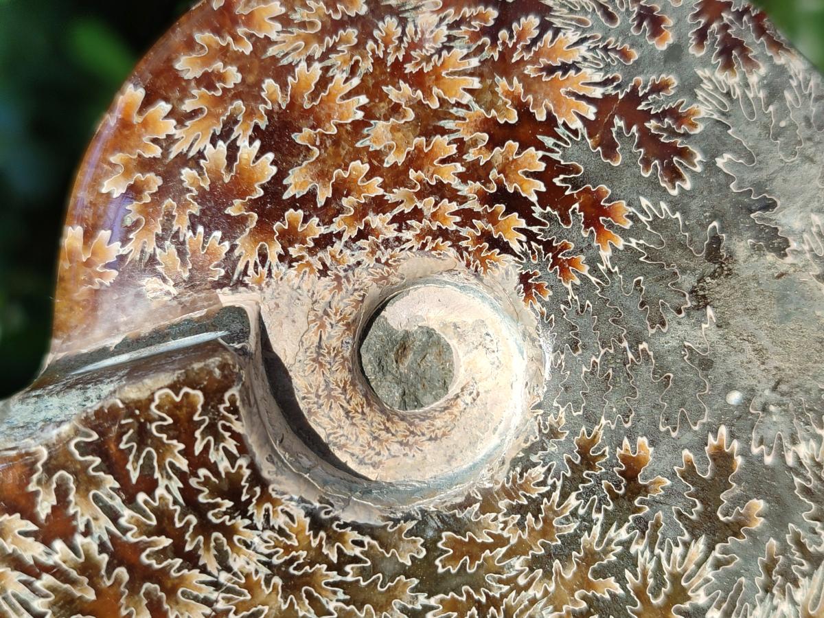 Polished Whole "Jigsaw" Cleoniceras Ammonite Fossils x 2 From Tulear, Madagascar - Toprock Gemstones and Minerals 