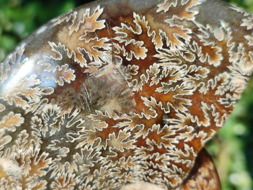 Polished Whole "Jigsaw" Cleoniceras Ammonite Fossils x 2 From Tulear, Madagascar - Toprock Gemstones and Minerals 