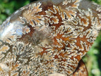 Polished Whole "Jigsaw" Cleoniceras Ammonite Fossils x 2 From Tulear, Madagascar - Toprock Gemstones and Minerals 