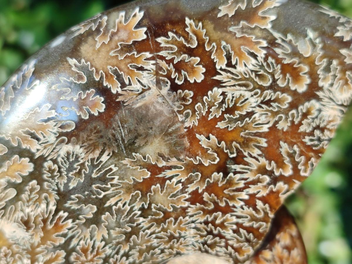 Polished Whole "Jigsaw" Cleoniceras Ammonite Fossils x 2 From Tulear, Madagascar - Toprock Gemstones and Minerals 