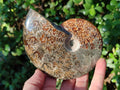 Polished Whole "Jigsaw" Cleoniceras Ammonite Fossils x 2 From Tulear, Madagascar - Toprock Gemstones and Minerals 