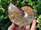 Polished Whole "Jigsaw" Cleoniceras Ammonite Fossils x 2 From Tulear, Madagascar - Toprock Gemstones and Minerals 