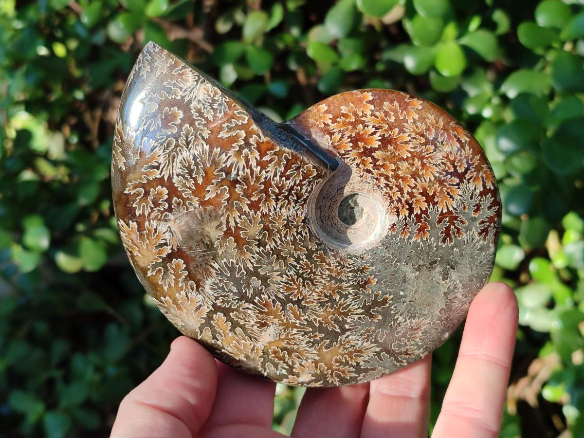 Polished Whole "Jigsaw" Cleoniceras Ammonite Fossils x 2 From Tulear, Madagascar - Toprock Gemstones and Minerals 
