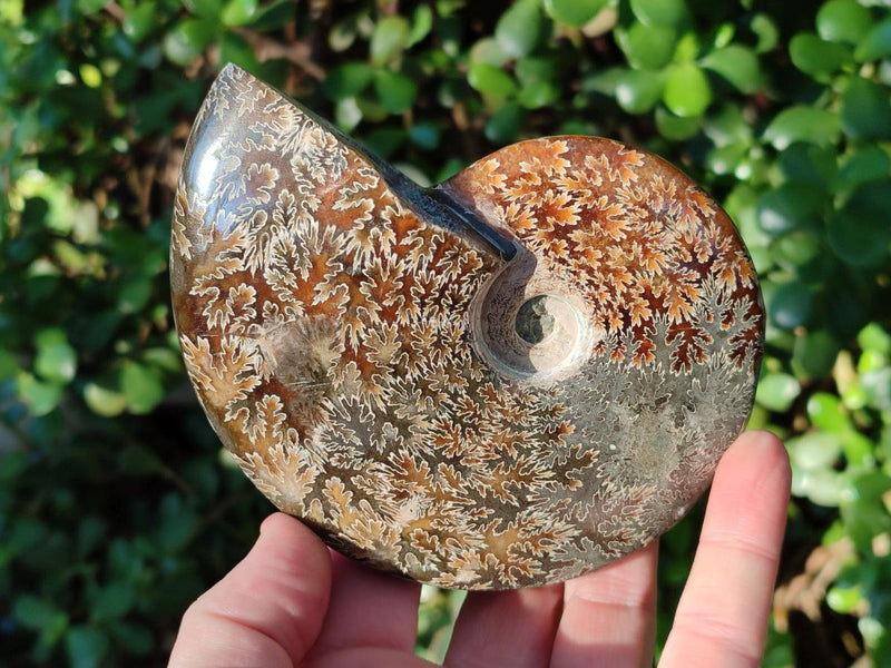 Polished Whole "Jigsaw" Cleoniceras Ammonite Fossils x 2 From Tulear, Madagascar - Toprock Gemstones and Minerals 