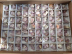 Natural Spirit Quartz Crystals x 116 From Boekenhouthoek, South Africa - Toprock Gemstones and Minerals 
