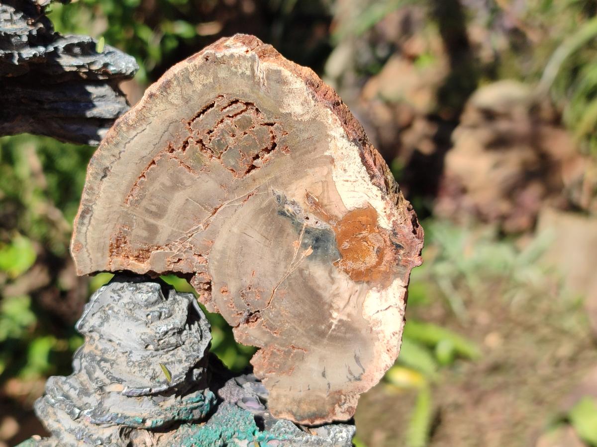 Polished One Side Brown Podocarpus Petrified Wood Slices x 7 From Mahajanga, Madagascar - Toprock Gemstones and Minerals 