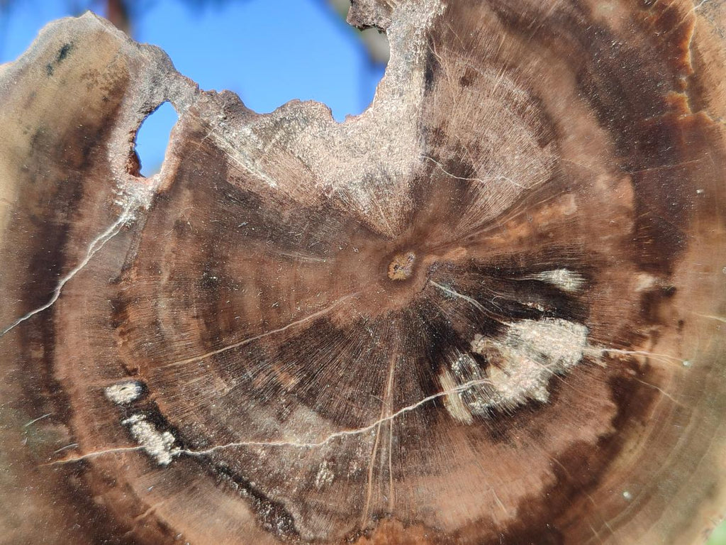 Polished One Side Brown Podocarpus Petrified Wood Slices x 7 From Mahajanga, Madagascar - Toprock Gemstones and Minerals 