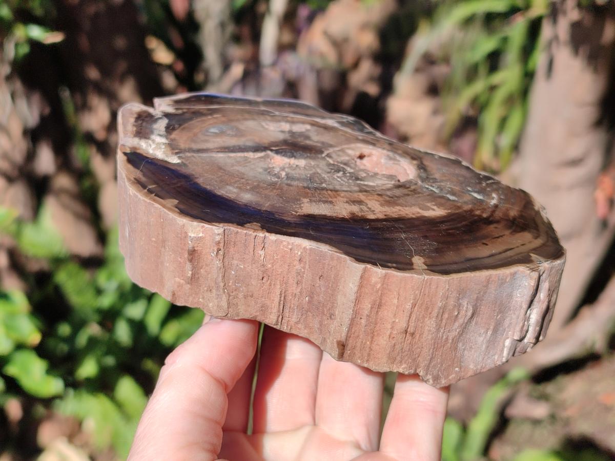 Polished One Side Brown Podocarpus Petrified Wood Slices x 7 From Mahajanga, Madagascar - Toprock Gemstones and Minerals 