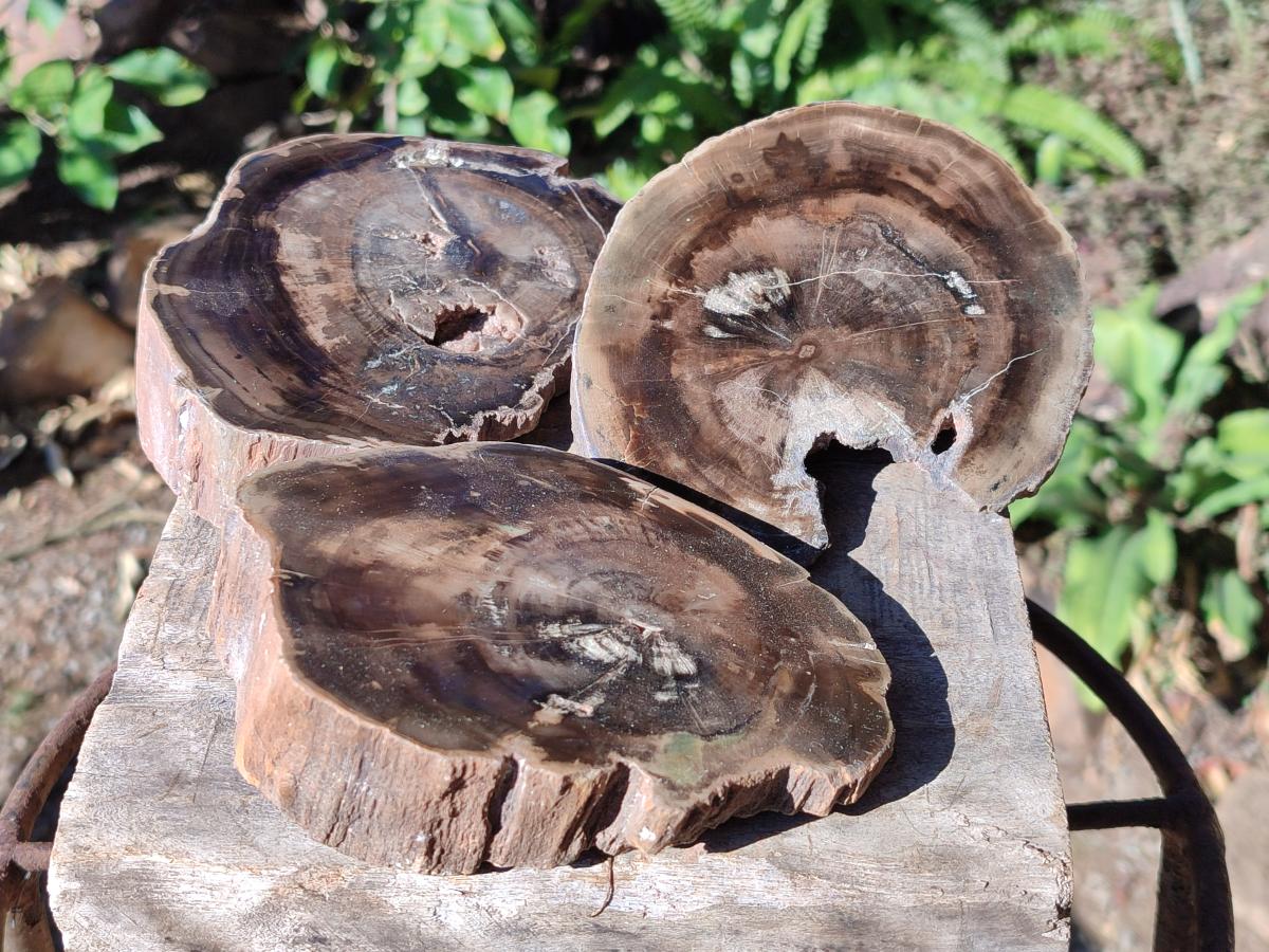 Polished One Side Brown Podocarpus Petrified Wood Slices x 7 From Mahajanga, Madagascar - Toprock Gemstones and Minerals 