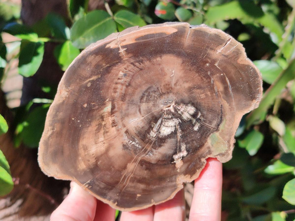 Polished One Side Brown Podocarpus Petrified Wood Slices x 7 From Mahajanga, Madagascar - Toprock Gemstones and Minerals 