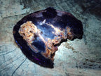 Polished One Side Brown Podocarpus Petrified Wood Slices x 7 From Mahajanga, Madagascar - Toprock Gemstones and Minerals 