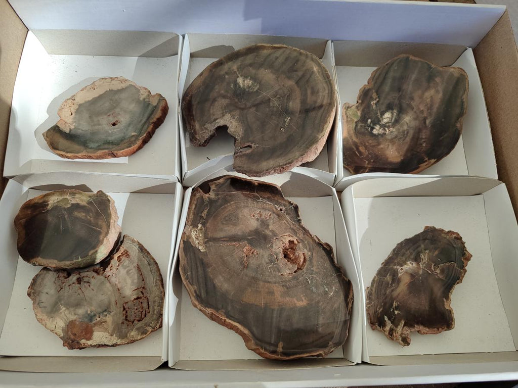 Polished One Side Brown Podocarpus Petrified Wood Slices x 7 From Mahajanga, Madagascar - Toprock Gemstones and Minerals 