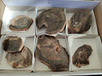 Polished One Side Brown Podocarpus Petrified Wood Slices x 7 From Mahajanga, Madagascar - Toprock Gemstones and Minerals 