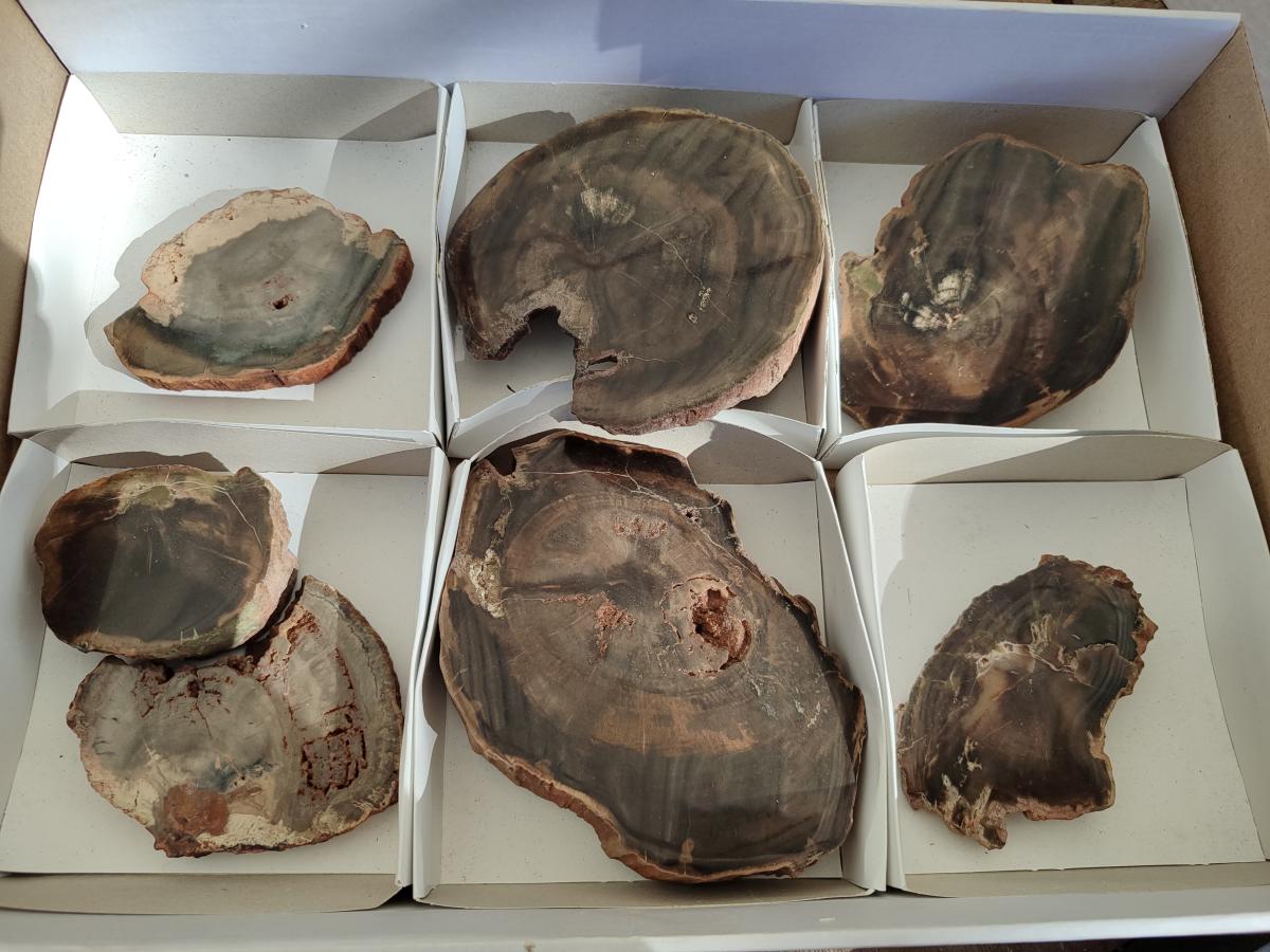 Polished One Side Brown Podocarpus Petrified Wood Slices x 7 From Mahajanga, Madagascar - Toprock Gemstones and Minerals 