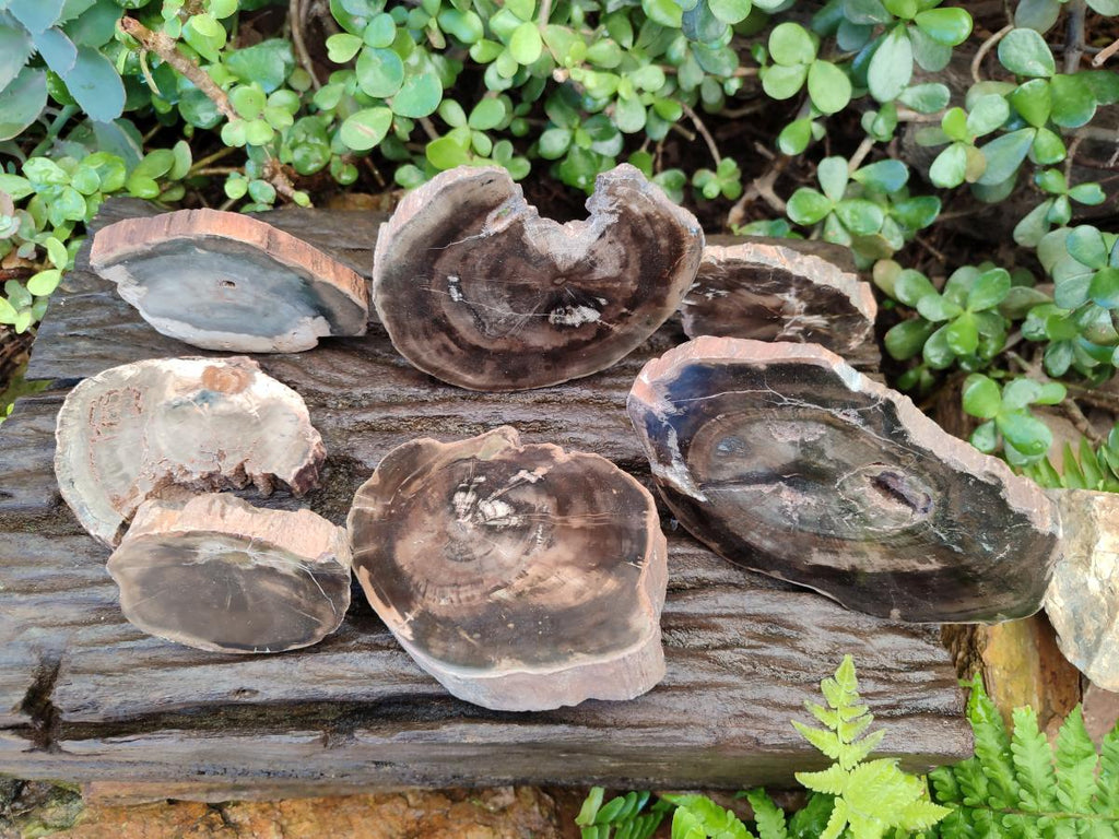 Polished One Side Brown Podocarpus Petrified Wood Slices x 7 From Mahajanga, Madagascar - Toprock Gemstones and Minerals 
