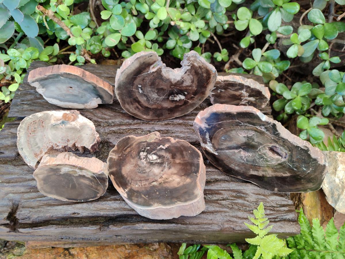 Polished One Side Brown Podocarpus Petrified Wood Slices x 7 From Mahajanga, Madagascar - Toprock Gemstones and Minerals 