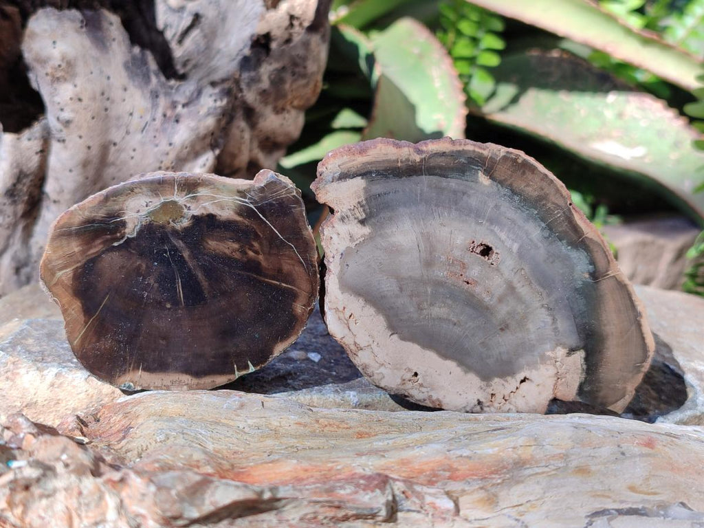 Polished One Side Brown Podocarpus Petrified Wood Slices x 7 From Mahajanga, Madagascar - Toprock Gemstones and Minerals 