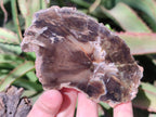 Polished One Side Brown Podocarpus Petrified Wood Slices x 7 From Mahajanga, Madagascar - Toprock Gemstones and Minerals 