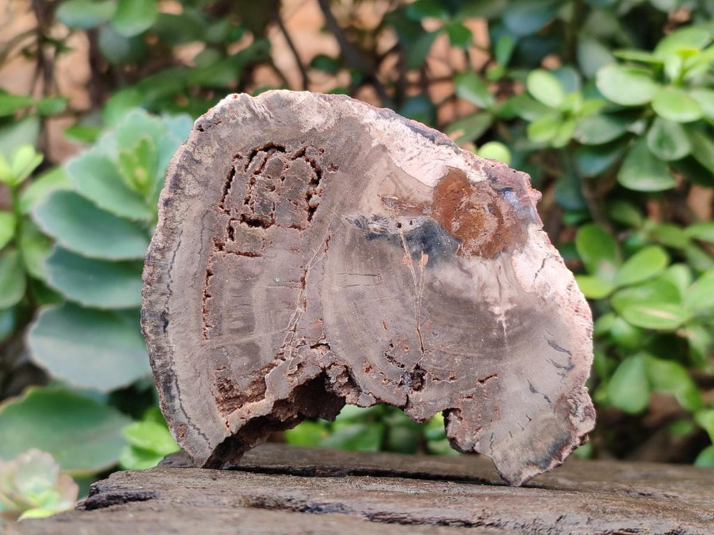 Polished One Side Brown Podocarpus Petrified Wood Slices x 7 From Mahajanga, Madagascar - Toprock Gemstones and Minerals 