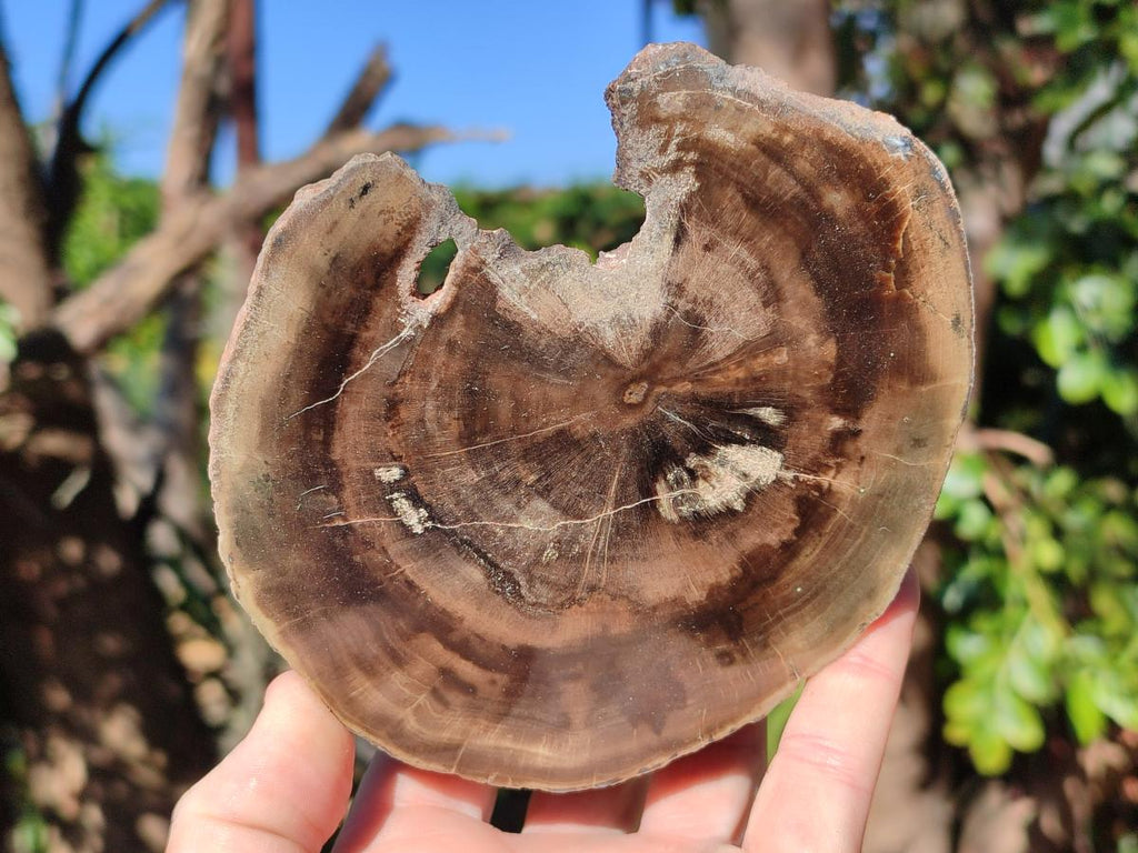 Polished One Side Brown Podocarpus Petrified Wood Slices x 7 From Mahajanga, Madagascar - Toprock Gemstones and Minerals 