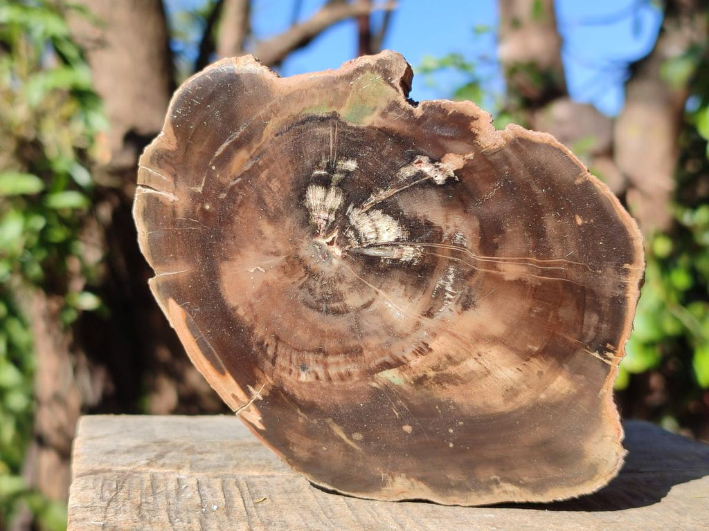 Polished One Side Brown Podocarpus Petrified Wood Slices x 7 From Mahajanga, Madagascar - Toprock Gemstones and Minerals 