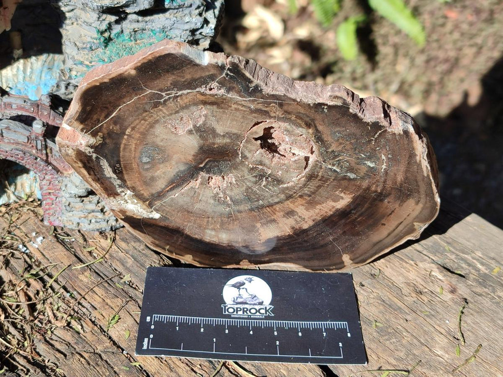 Polished One Side Brown Podocarpus Petrified Wood Slices x 7 From Mahajanga, Madagascar - Toprock Gemstones and Minerals 
