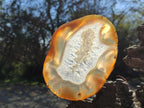 Polished and Natural Banded Agate Slices with Natural Edging x 5 From Madagascar - Toprock Gemstones and Minerals 