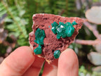 Natural Dioptase on Dolomite Specimens x 12 From Likasi, Congo - Toprock Gemstones and Minerals 