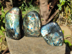 Polished Spectrolite Labradorite Standing Display Pieces x 3 From Madagascar - Toprock Gemstones and Minerals 