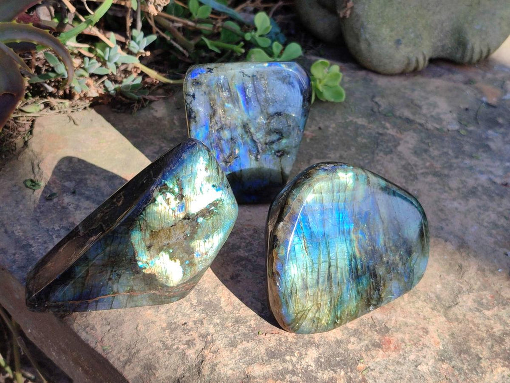 Polished Labradorite Standing Display Pieces x 3 From Madagascar - Toprock Gemstones and Minerals 