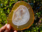 Polished Banded Agate Slices with Natural Edging x 6 From Madagascar - Toprock Gemstones and Minerals 