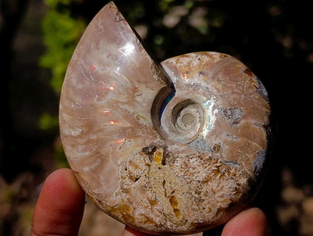 Polished Whole Opalized Cleoniceras Ammolite Ammonite Fossils x 2 From Tulear, Madagascar - Toprock Gemstones and Minerals 
