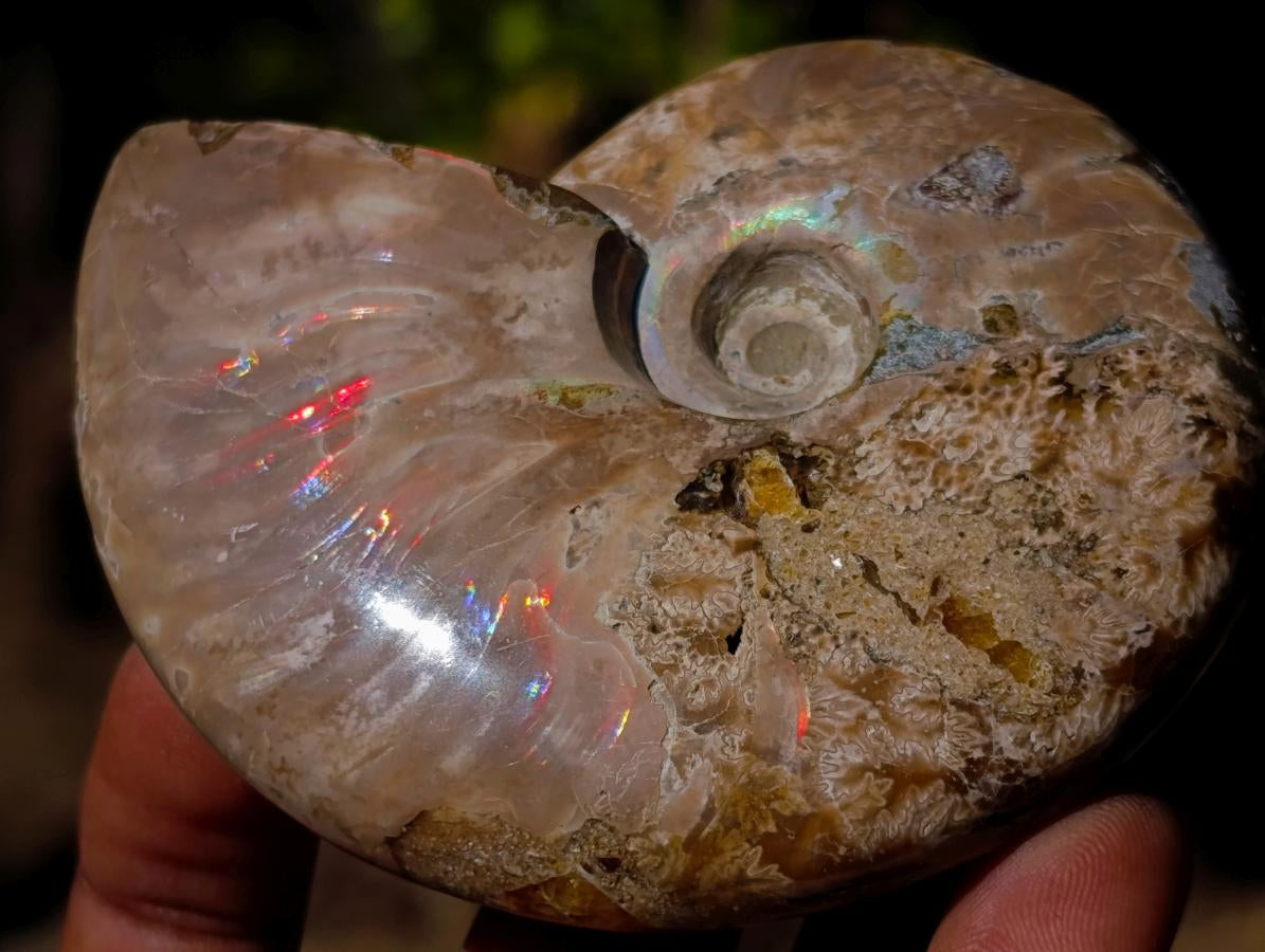 Polished Whole Opalized Cleoniceras Ammolite Ammonite Fossils x 2 From Tulear, Madagascar - Toprock Gemstones and Minerals 