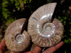 Polished Whole Opalized Cleoniceras Ammolite Ammonite Fossils x 2 From Tulear, Madagascar - Toprock Gemstones and Minerals 