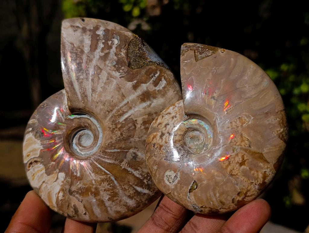Polished Whole Opalized Cleoniceras Ammolite Ammonite Fossils x 2 From Tulear, Madagascar - Toprock Gemstones and Minerals 