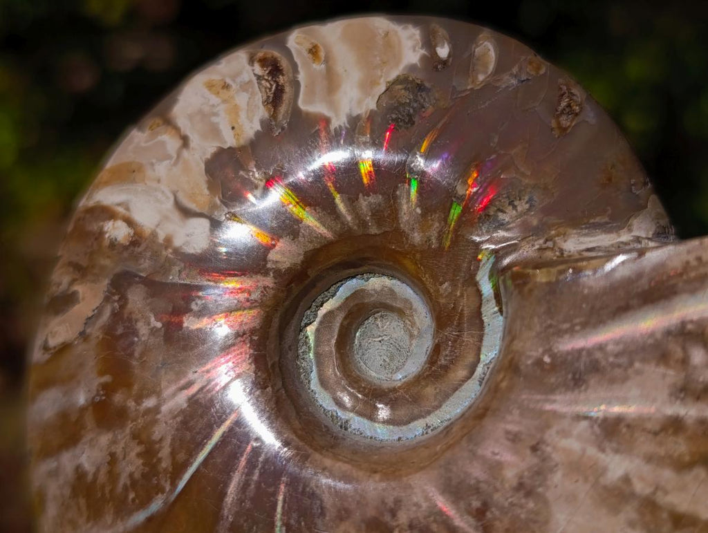 Polished Whole Opalized Cleoniceras Ammolite Ammonite Fossils x 2 From Tulear, Madagascar - Toprock Gemstones and Minerals 