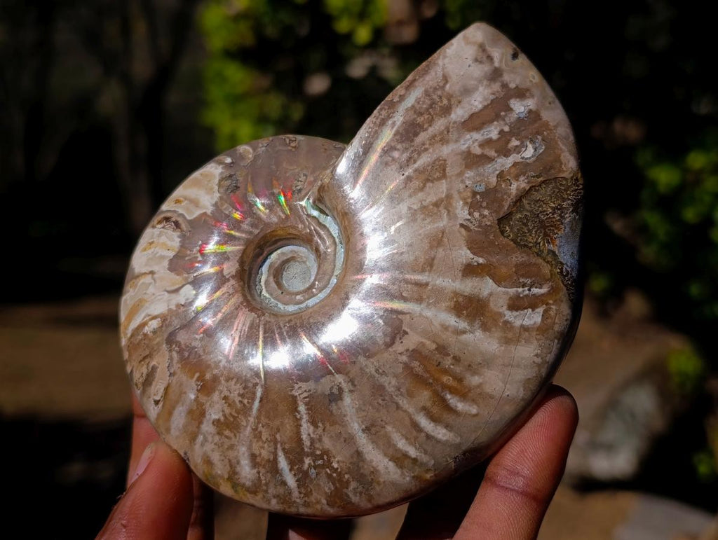 Polished Whole Opalized Cleoniceras Ammolite Ammonite Fossils x 2 From Tulear, Madagascar - Toprock Gemstones and Minerals 