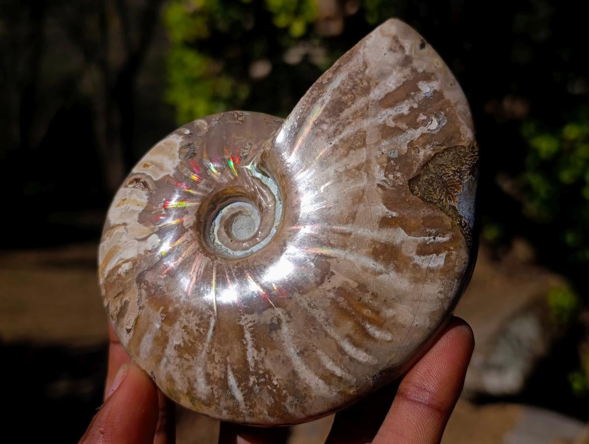 Polished Whole Opalized Cleoniceras Ammolite Ammonite Fossils x 2 From Tulear, Madagascar - Toprock Gemstones and Minerals 