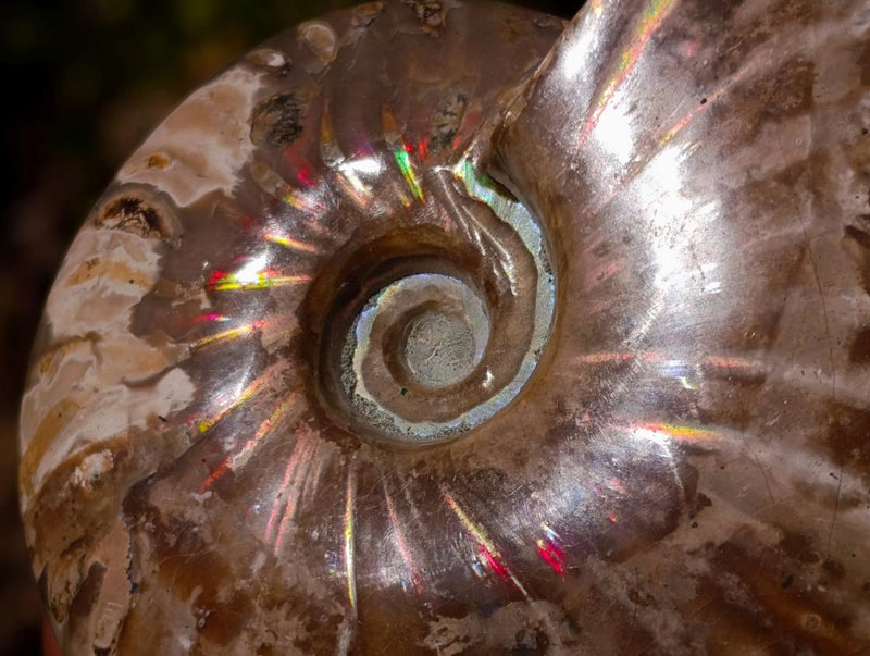 Polished Whole Opalized Cleoniceras Ammolite Ammonite Fossils x 2 From Tulear, Madagascar - Toprock Gemstones and Minerals 