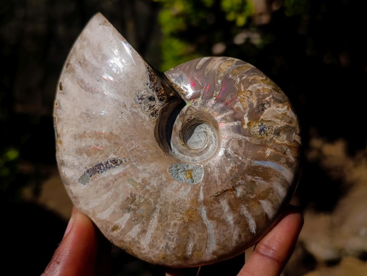 Polished Whole Opalized Cleoniceras Ammolite Ammonite Fossils x 2 From Tulear, Madagascar - Toprock Gemstones and Minerals 