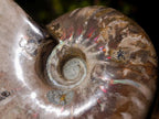 Polished Whole Opalized Cleoniceras Ammolite Ammonite Fossils x 2 From Tulear, Madagascar - Toprock Gemstones and Minerals 