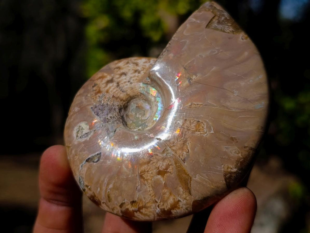 Polished Whole Opalized Cleoniceras Ammolite Ammonite Fossils x 2 From Tulear, Madagascar - Toprock Gemstones and Minerals 