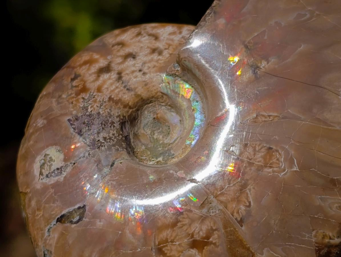 Polished Whole Opalized Cleoniceras Ammolite Ammonite Fossils x 2 From Tulear, Madagascar - Toprock Gemstones and Minerals 