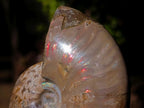 Polished Whole Opalized Cleoniceras Ammolite Ammonite Fossils x 2 From Tulear, Madagascar - Toprock Gemstones and Minerals 