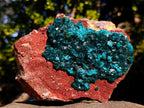 Natural Cabinet Size Dioptase on Red Dolomite Specimen x 1 From Mashamba East Mine, Congo - Toprock Gemstones and Minerals 