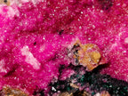 Natural Salrose Cobaltoan Dolomite Specimens with Chrysocolla and Heterogenite x 6 From Kakanda, Congo - Toprock Gemstones and Minerals 