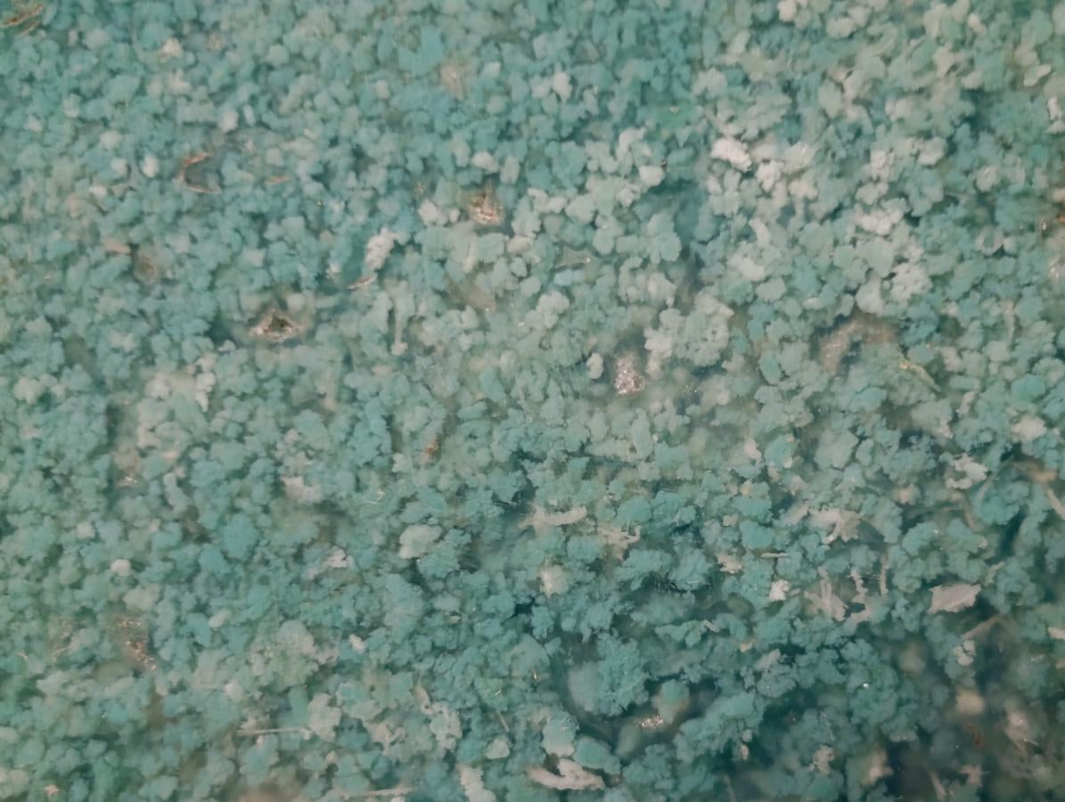 Polished One Side Mtorolite Chrysoprase Slices x 12 From Mutorashanga, Zimbabwe - Toprock Gemstones and Minerals 