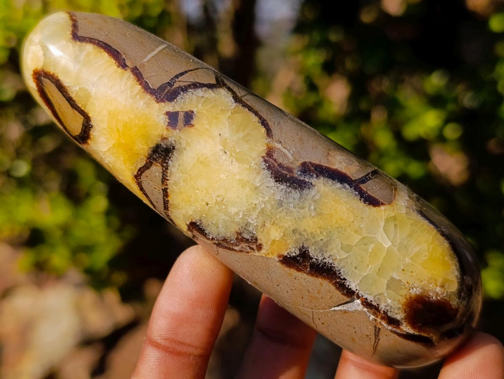 Polished Septerye Massage Wands x 6 From Mahajanga, Madagascar - Toprock Gemstones and Minerals 
