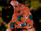 Natural Dioptase on Dolomite Specimens x 6 From Mashamba East Mine, Congo - Toprock Gemstones and Minerals 