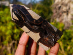 Polished and Natural Septerye Sauvage Display Crystals x 3 From Mahajanga, Madagascar - Toprock Gemstones and Minerals 